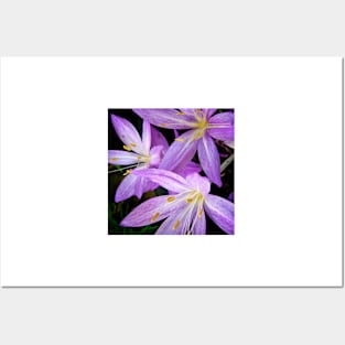 Saffron Crocus Flowers Photography Posters and Art
